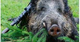 Saint-Thomas : Repas de l'amicale de la chasse