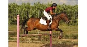 Saint-Thomas : Le TREC d'EQUI-PUNCH