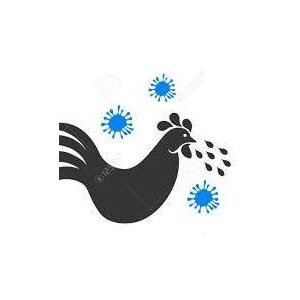 Saint-Thomas : Décret sur la grippe aviaire