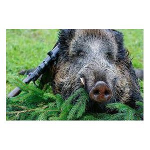 Saint-Thomas : Repas de l'amicale de la chasse