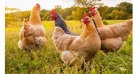 Saint-Thomas : Grippe aviaire