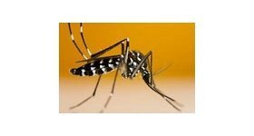 Saint-Thomas : Piège à moustique