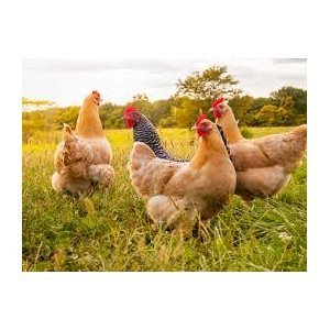 Saint-Thomas : Grippe aviaire
