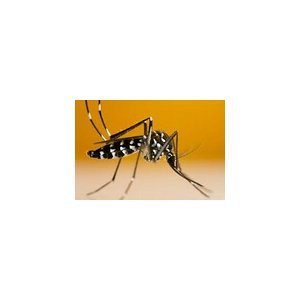 Saint-Thomas : Piège à moustique